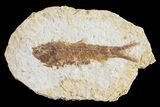 Detailed, Knightia Fossil Fish - Wyoming #53884-1
